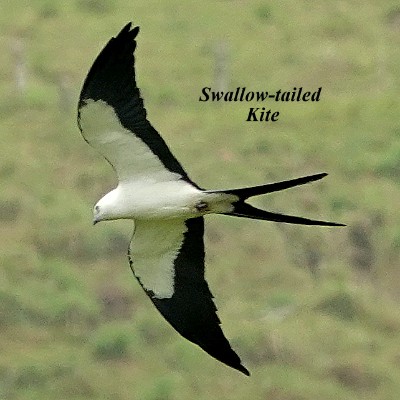 Swallow-tailed Kite